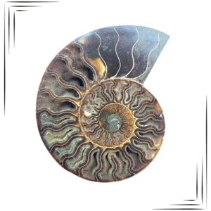 Photo d'une Ammonite